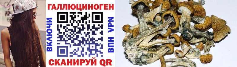 купить   Юрга  Псилоцибиновые грибы Psilocybe 
